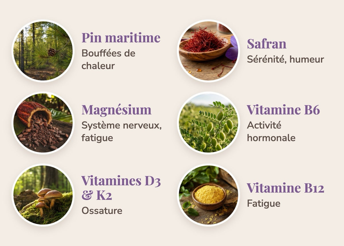 Les actifs de la formule Ménopause : pin maritime, safran, magnésium, vitamines B6, B12, D3 et K2